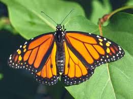  Hope Was Lost For This Butterfly, But look Out What This Guy Did For It