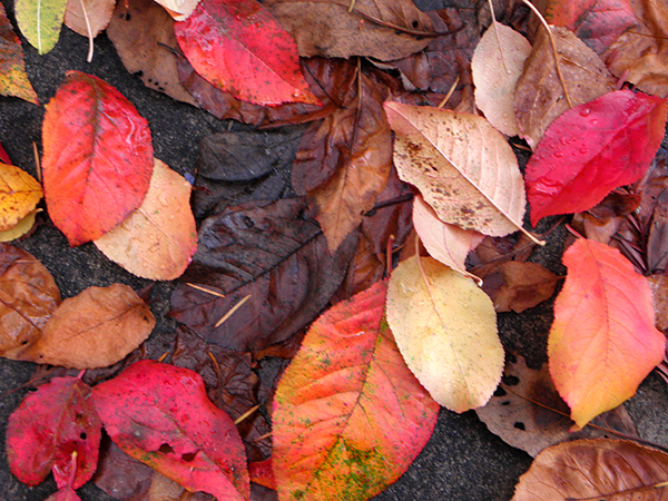 Multicolored Plum Leaves on the Ground