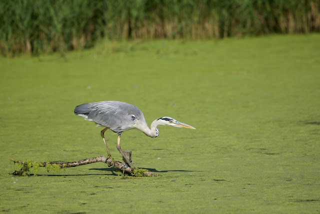 Grey heron (अंजन, नरी, सैन, खैरा बगुला) / Ardea cinerea