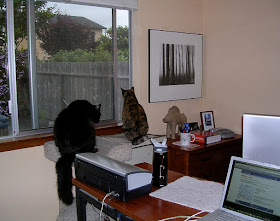 Jeri Dansky's home office, with cats