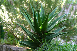 All About Aloe Vera - Happily Ever Green