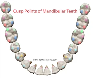 What is a Cusp? | Cusp of Carabelli | Dentistry