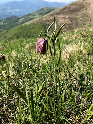 Fritillaria sp.