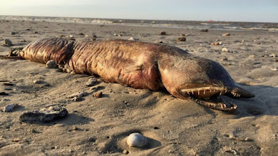 Ikan Misterius Bergigi Tajam Terdampar di Pantai Texas
