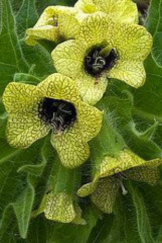 Henbane Flower Essence The Witch Flower Essence