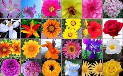  Bunga ialah bab tumbuhan yang akan menjadi buah 135+ Nama-Nama Bunga dan Macam-Macam Bunga di Dunia [Lengkap]