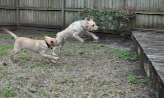 Bob and Egypt are running and Egypt is in mid jump with her back paws still on the ground, she is jumping up onto the deck and you can see all her shoulder muscles really well, her ears are sticking straight up too.