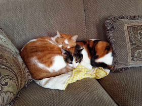 Funny cats - part 81 (40 pics + 10 gifs), cat pics, two cats sleeping on couch