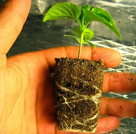 #Gardening : When to Transplant seedlings