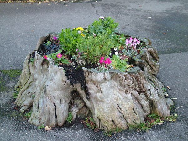 How to Make a Planter Out Of a Tree Stump