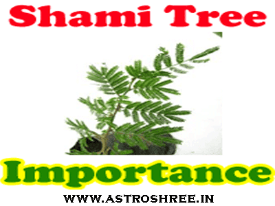 Shami Tree Astrology
