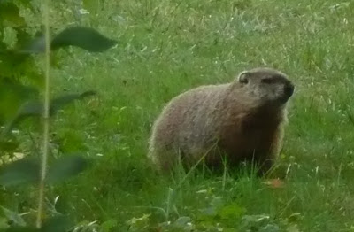 groundhog