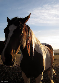 lefevre terrace horses