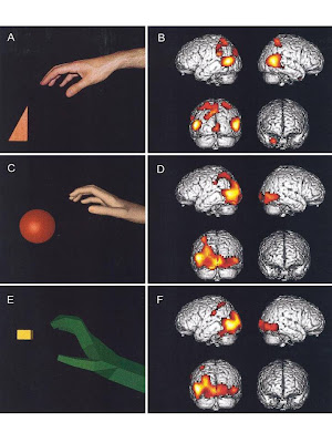 Cartoon Images Of The Brain. This team of researchers,