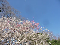 一本の木から紅白の梅の花が咲くというお目出度い「思いのままに」が綺麗に咲いていた。