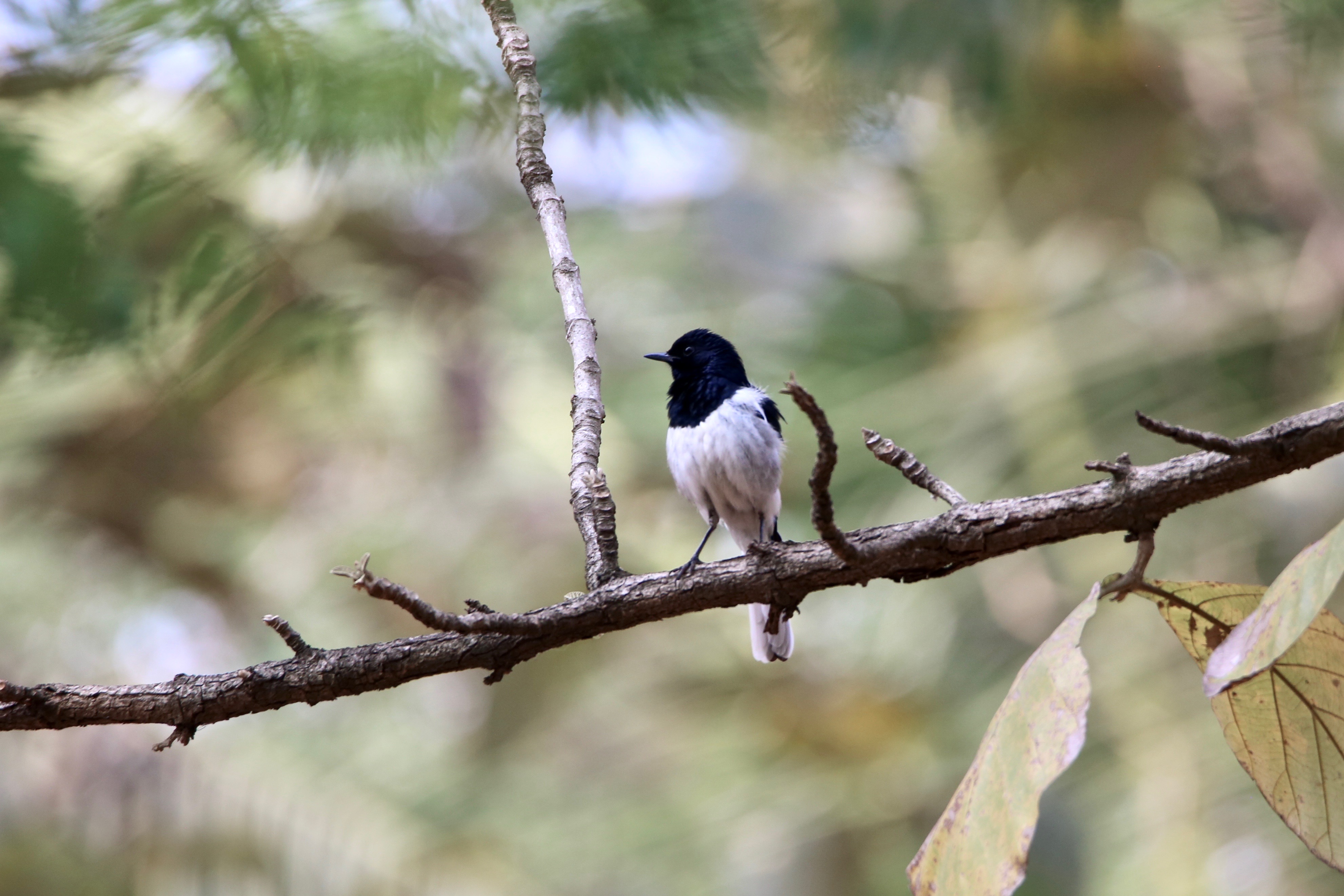 Oriental Magpie-Robin, Birds of India