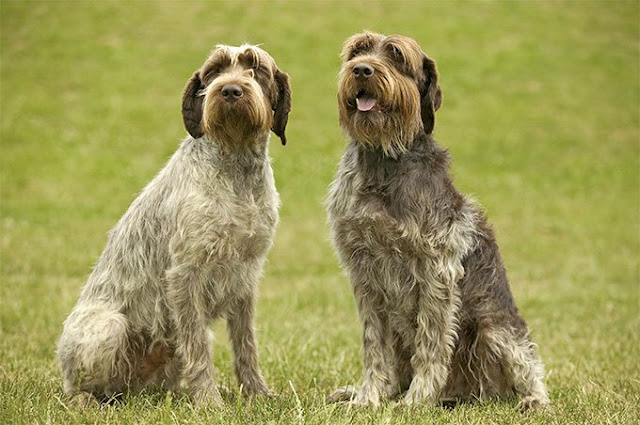 Wirehaired Pointing Griffon Dog