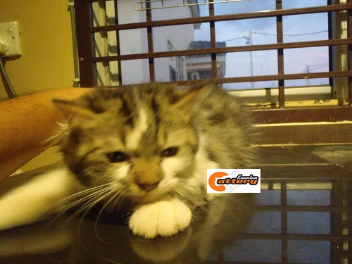 Kucing Persian di Kuantan Pahang Malaysia: Untuk Dijual