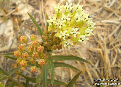 Yerba de la víbora Asclepias mellodora