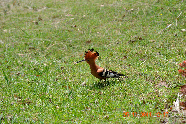 Hoopoe, African