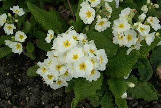 Primula elatior - Primevère élevée - Primevère des bois - Coucou des bois