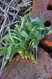 Harvested sprigs of bladder campion leaves