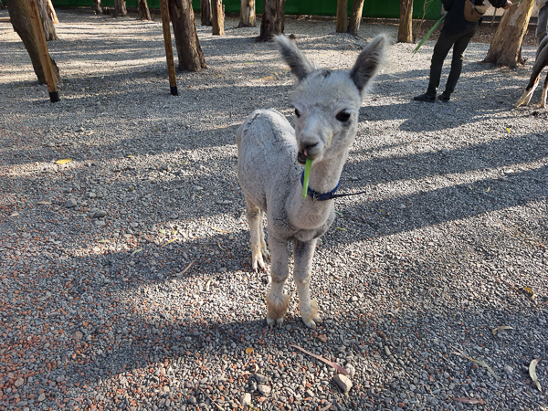 嘉義太保咩咩上樹萌寵樂園有各種可愛小動物，笑笑羊、水豚餵食互動