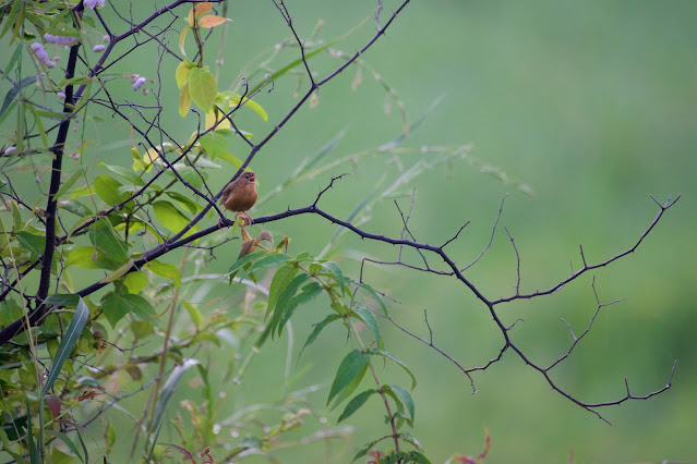 Tawny-bellied Babbler  (Dumetia hyperythra) शाह डुमरी, गेरू डुमरी Sanjivini Nagar, Jabalpur, M.P., India October 2023