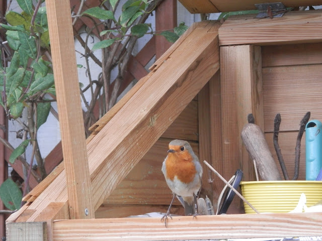 Diary of a suburban edible garden, August 2017. From UK garden blogger secondhandsusie.blogspot.com #garden #suburbangarden #ediblegarden #permaculturegarden #suburbanpermaculture 