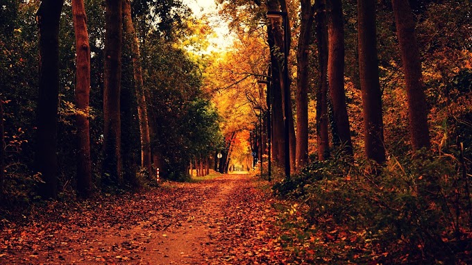 Autumn Nature Road Wallpapers