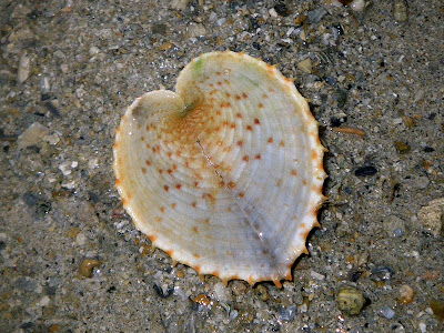 Heart Cockle (Corculum cardissa)