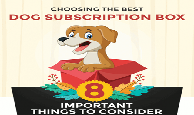 Choosing the Best Dog Subscription Box 