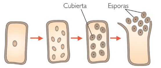 Resultado de imagen para esporulación