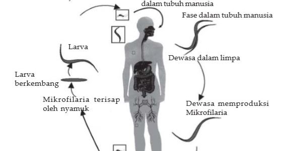 NEMATHELMINTHES (cacing parasit) Ciri ciri, Struktur Tubuh 