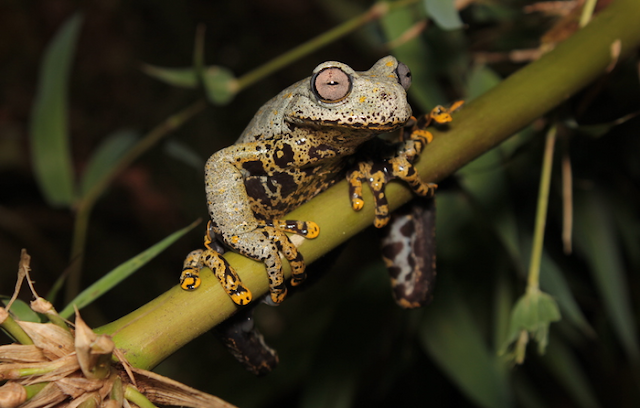 Stunning  Newly-discovered Species of Treefrog Found in Ecuador