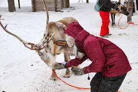 Reindeer Arctic Circle