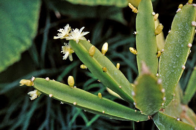 Rhipsalis cereoides care and culture