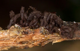 Dead slime mould, a Myxomycete.  Two days after looking in its prime.  Hayes Common, 29 March 2012.