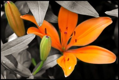 black_colorflower