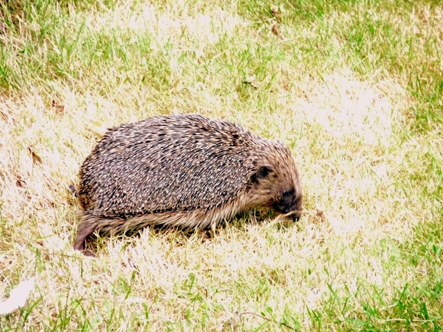 hedgehog in the grass