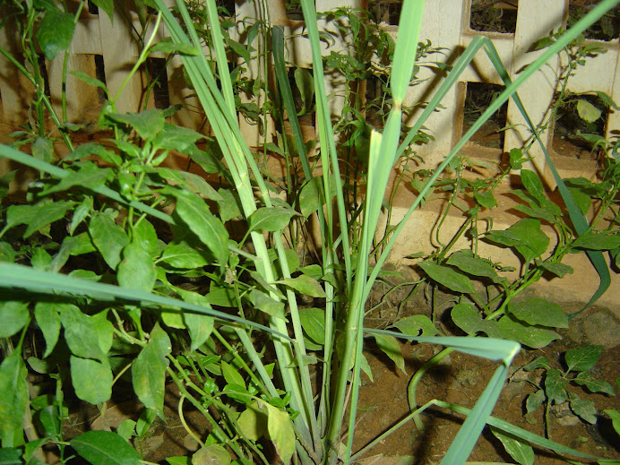 lemon grass..