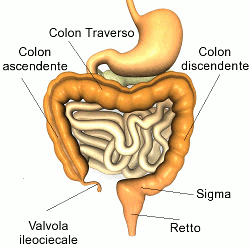 La colitis ulcerosa y espástica