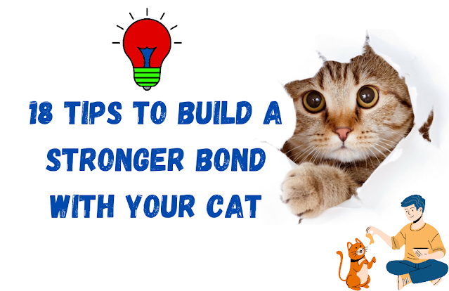 18 Tips To Build A Stronger Bond With Your Cat