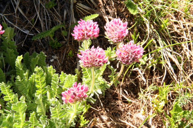 Bergwundklee Valle Maira Ligurische Alpen