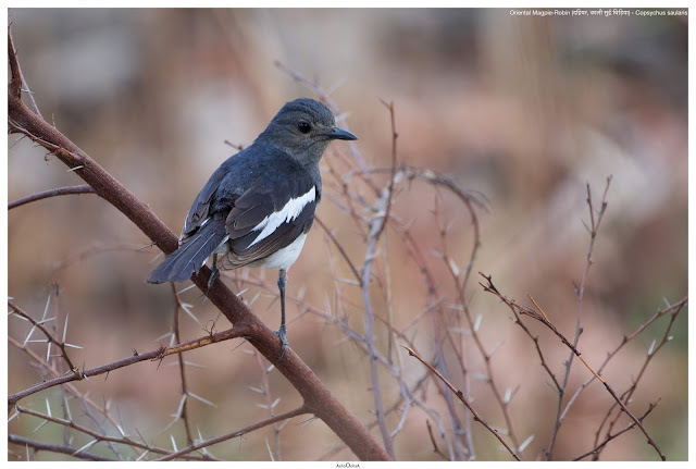 Oriental Magpie-Robin (दहियर, काली सुई चिड़िया) - Copsychus saularis