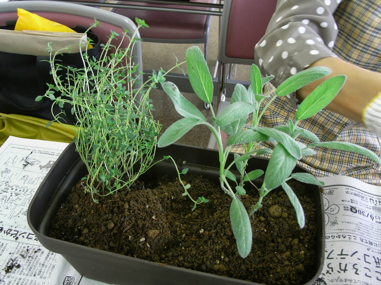 ハーブ ポプリ 秋植えハーブ