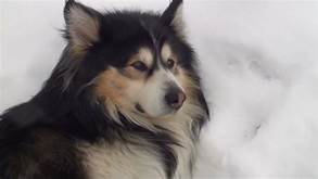 Dogs image 4k