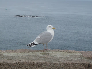 White Bird wallpaper