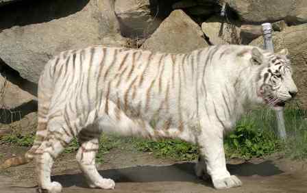 baby white tiger wallpaper. aby white tiger wallpaper.