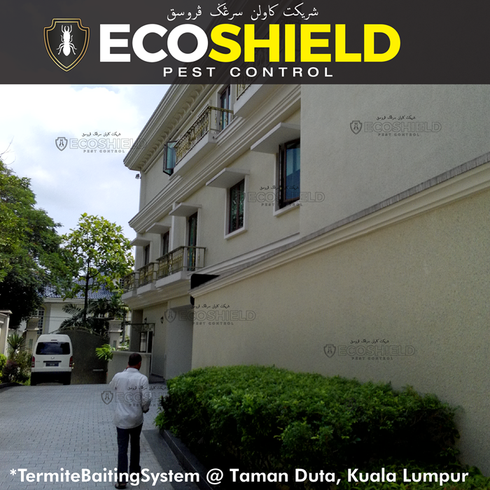 Termite Control : Pest Control Selangor Malaysia